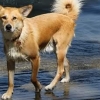 bodensee-hund106