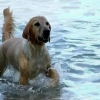 bodensee-hund109