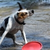 bodensee-hund118
