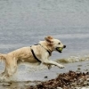 bodensee-hund227