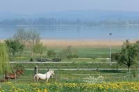 bodensee ferienwohnung direkt am see